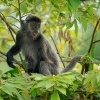 Hulman stribrny - Trachypithecus cristatus - Silvered leaf monkey or Silvery langur o9071